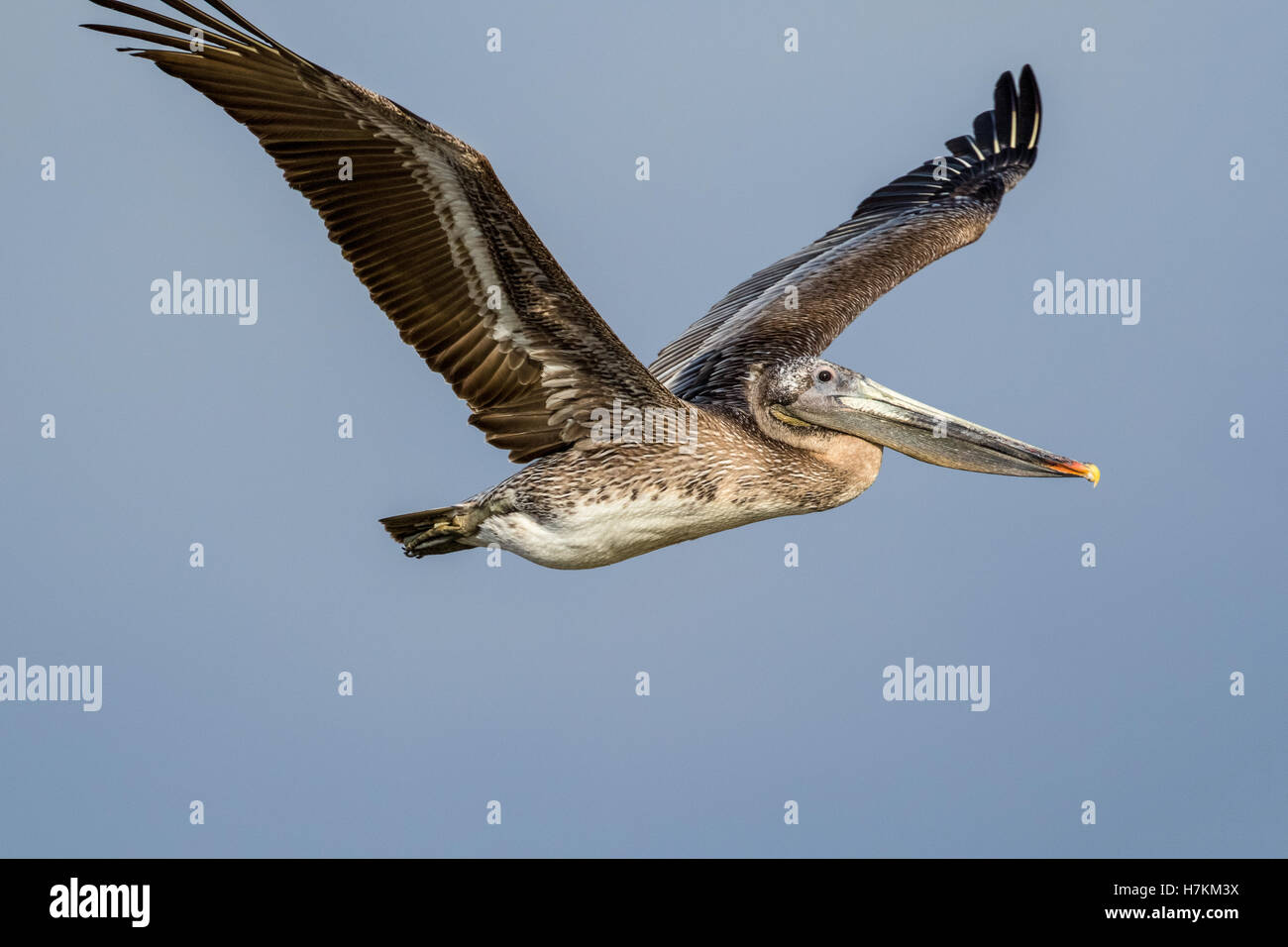 Un pellicano bruno uno dei più noti uccelli in Nord America si eleva al di sopra di Big Sur in California. Foto Stock