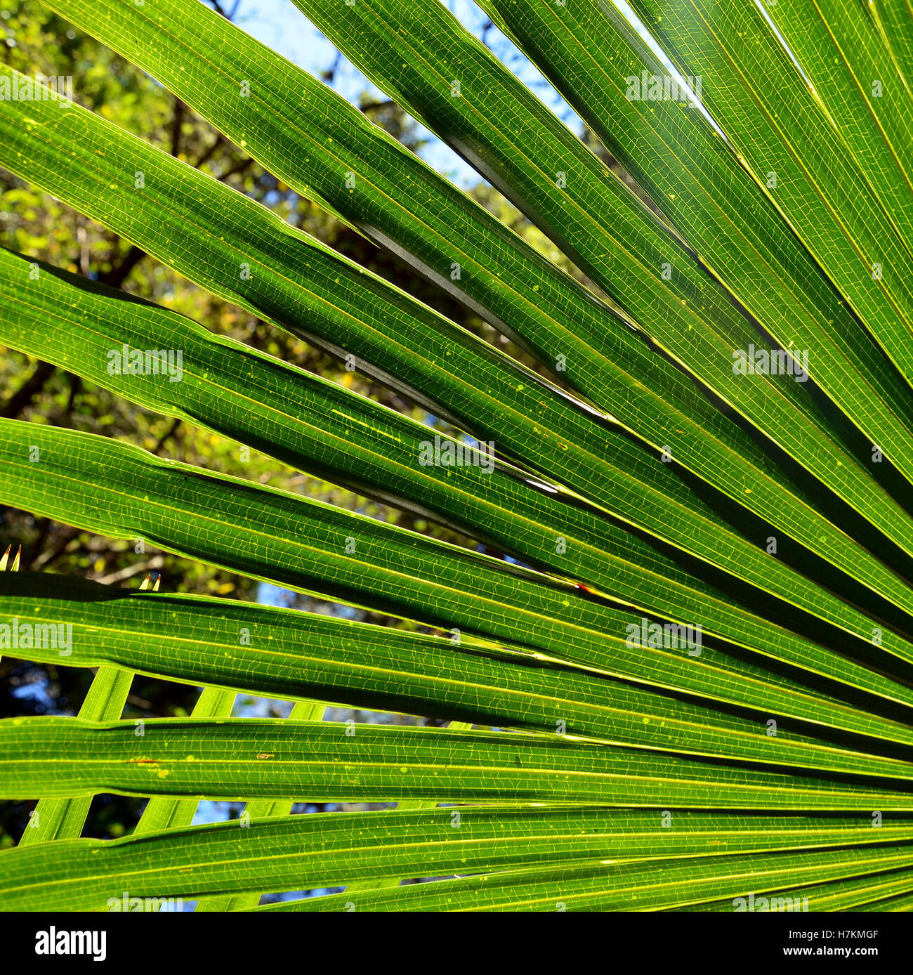 Retro illuminato a ventaglio Cabbage Tree foglie di palmo (Livistona australis) nella foresta pluviale del Royal National Park, NSW, Australia Foto Stock