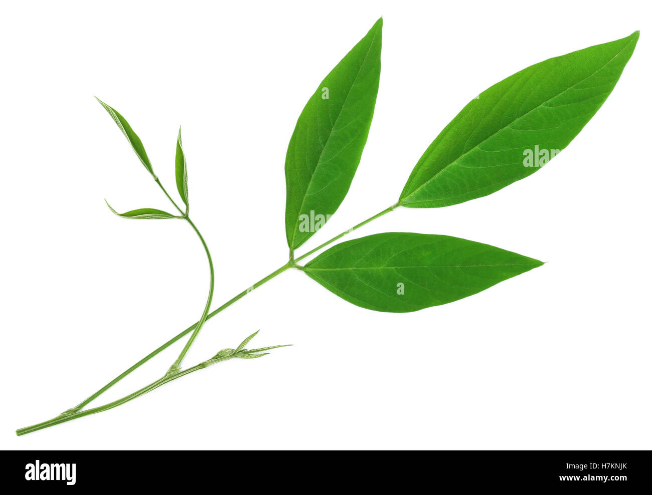 Medicinali pisello di piccione foglie su sfondo bianco Foto Stock