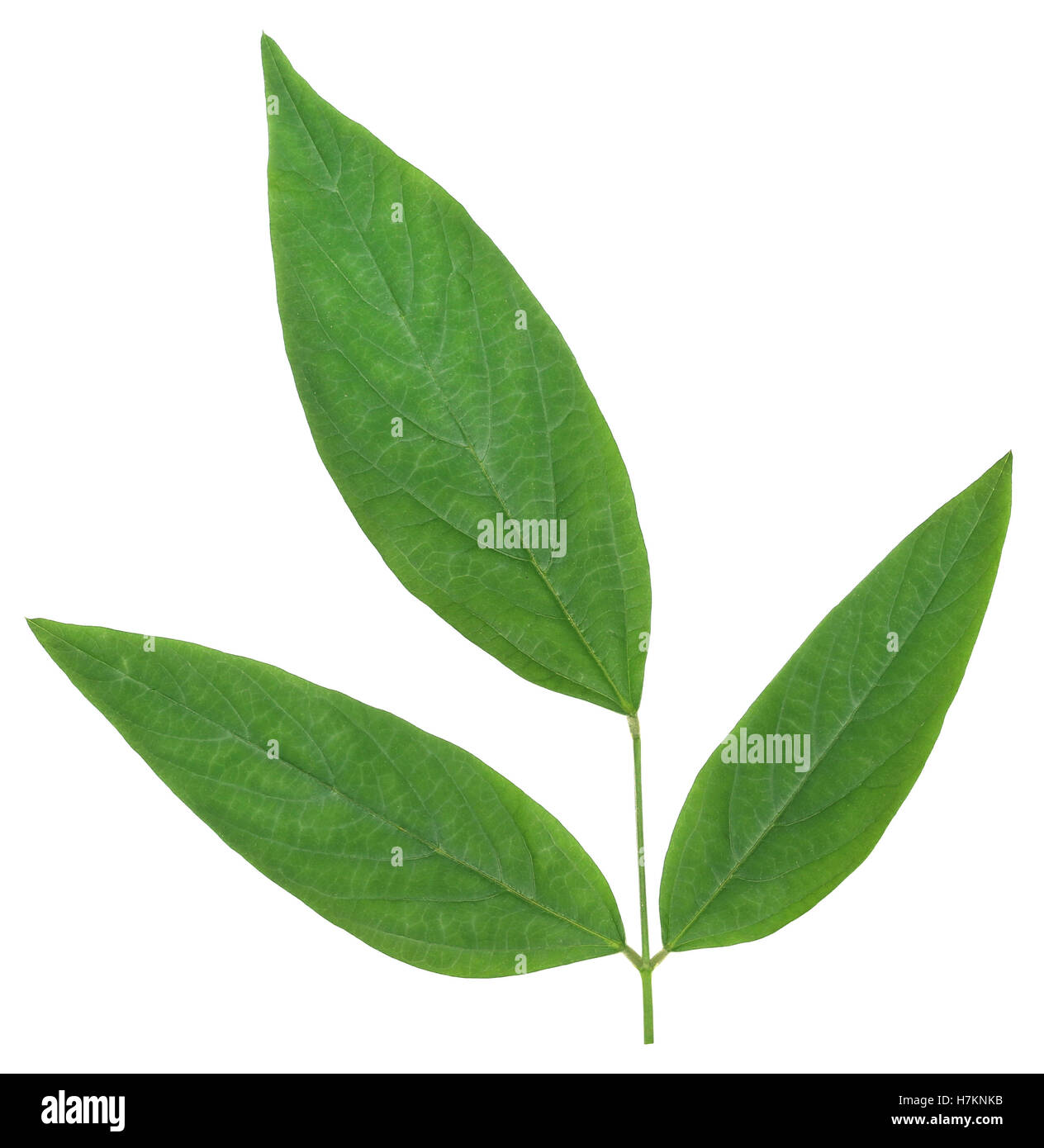 Medicinali pisello di piccione foglie su sfondo bianco Foto Stock