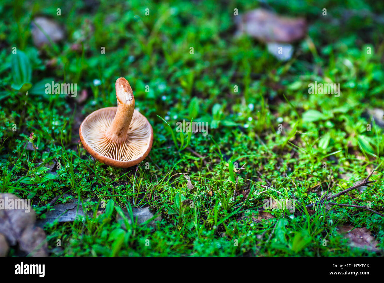 Ombrellone commestibile fungo sdraiati sull'erba nel bosco sopra il verde muschio Foto Stock