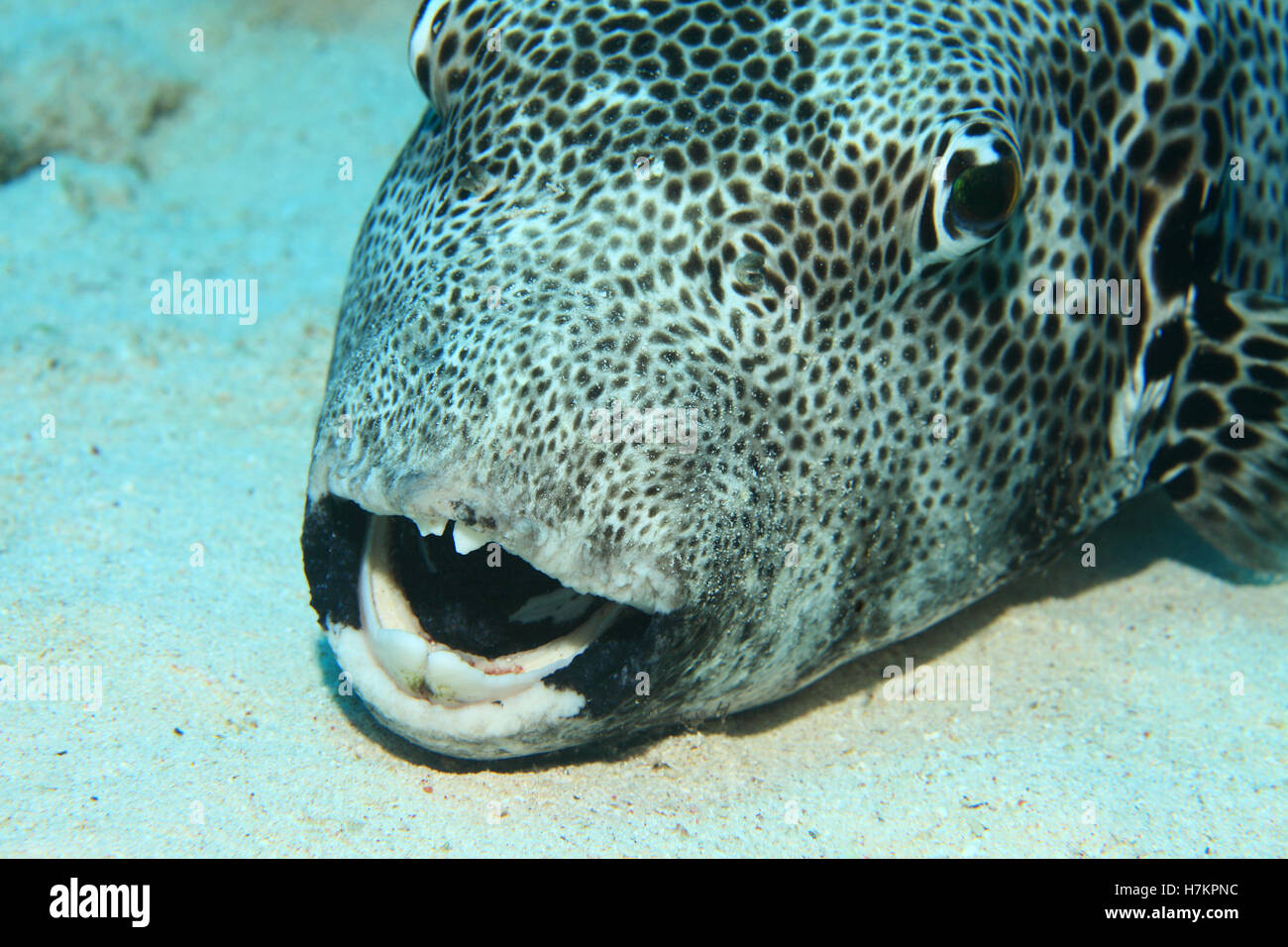 Giant Puffer fish (Arothron stellatus) sul fondo sabbioso del mare rosso Foto Stock