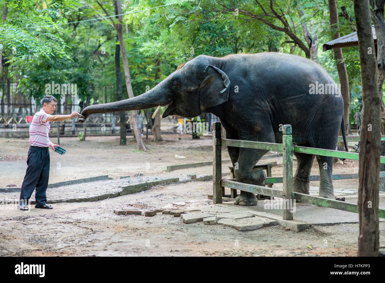 Incatenato elefante in Mandalay's ZOO, Birmania Foto Stock