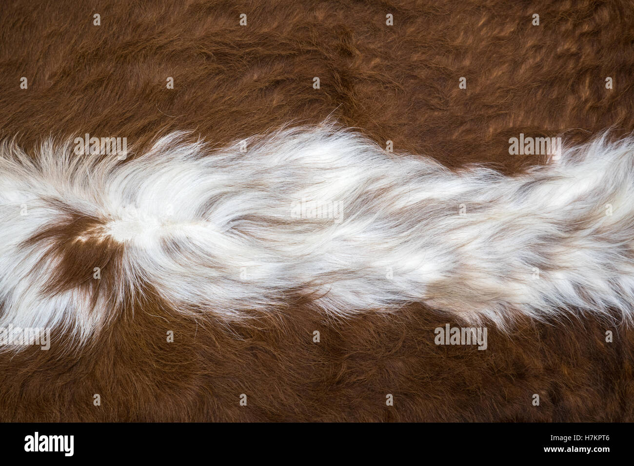 pelle di una mucca Foto Stock
