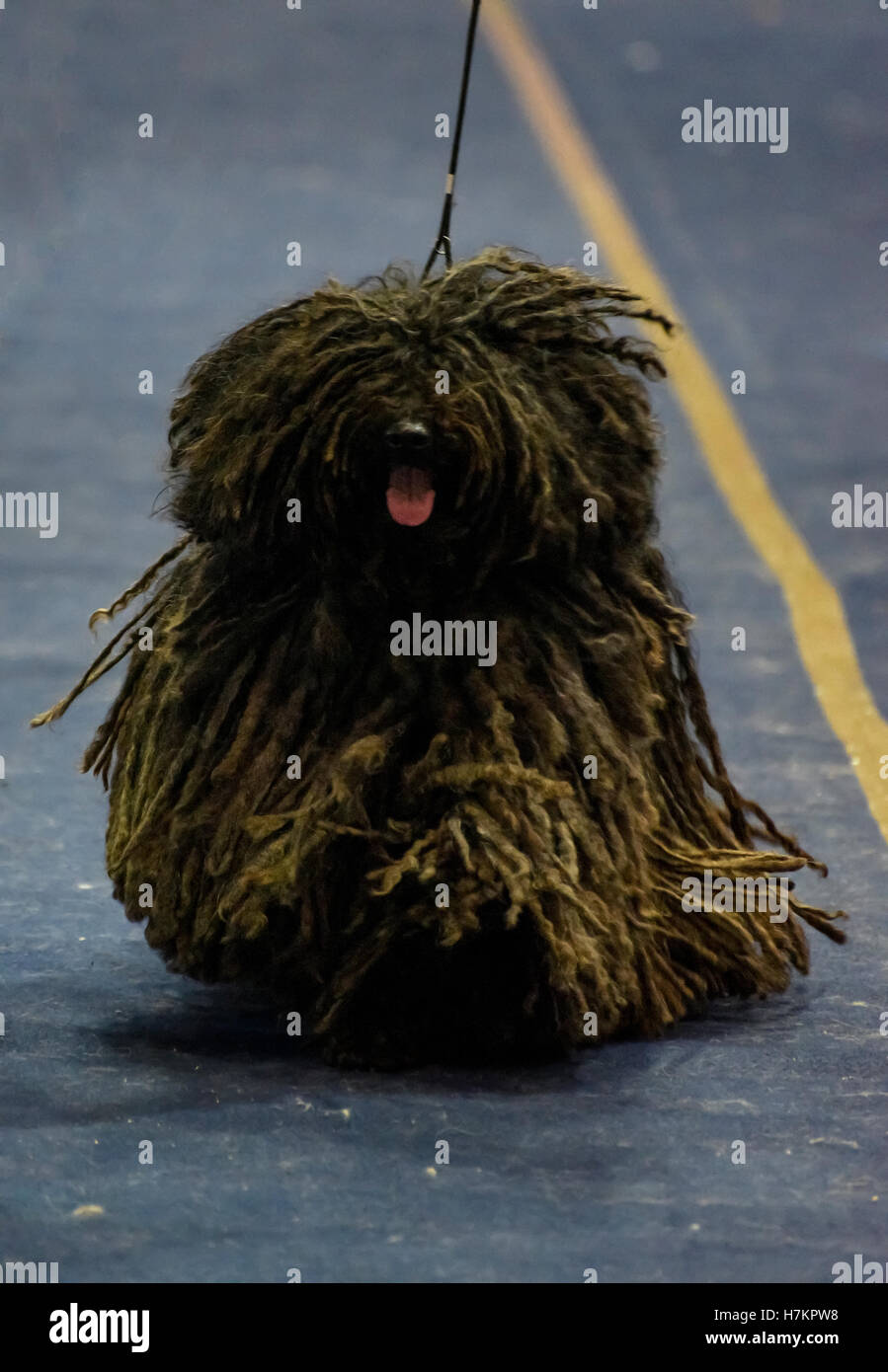 Il Puli è un piccolo-medie di razza ungherese di pastorizia e allevamento cane guardia noto per la sua lunga, rivestimento con filo. La tenuta di arricciature Foto Stock