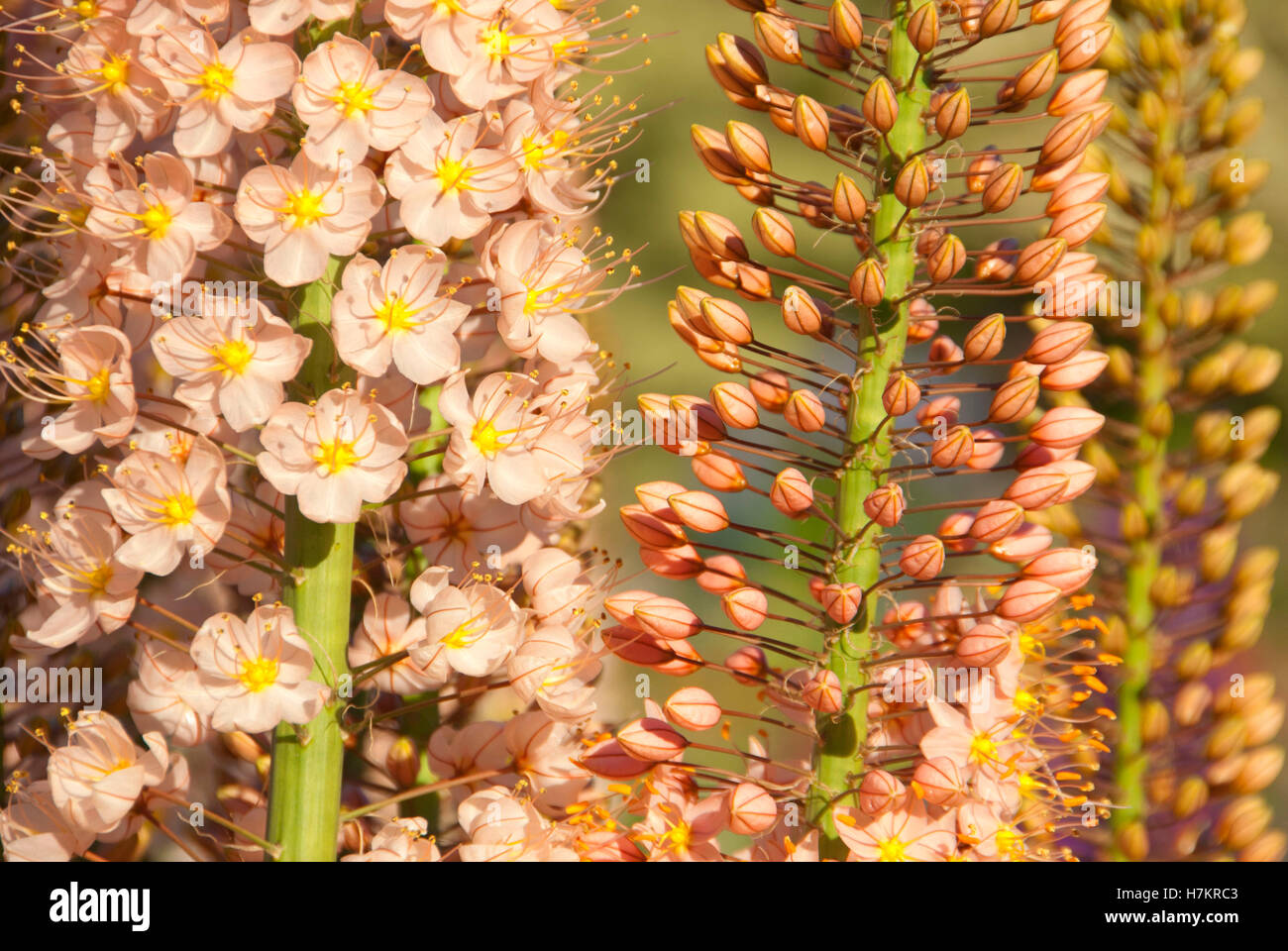 Fiori, Iris Schreiners giardini, Keizer, Oregon Foto Stock