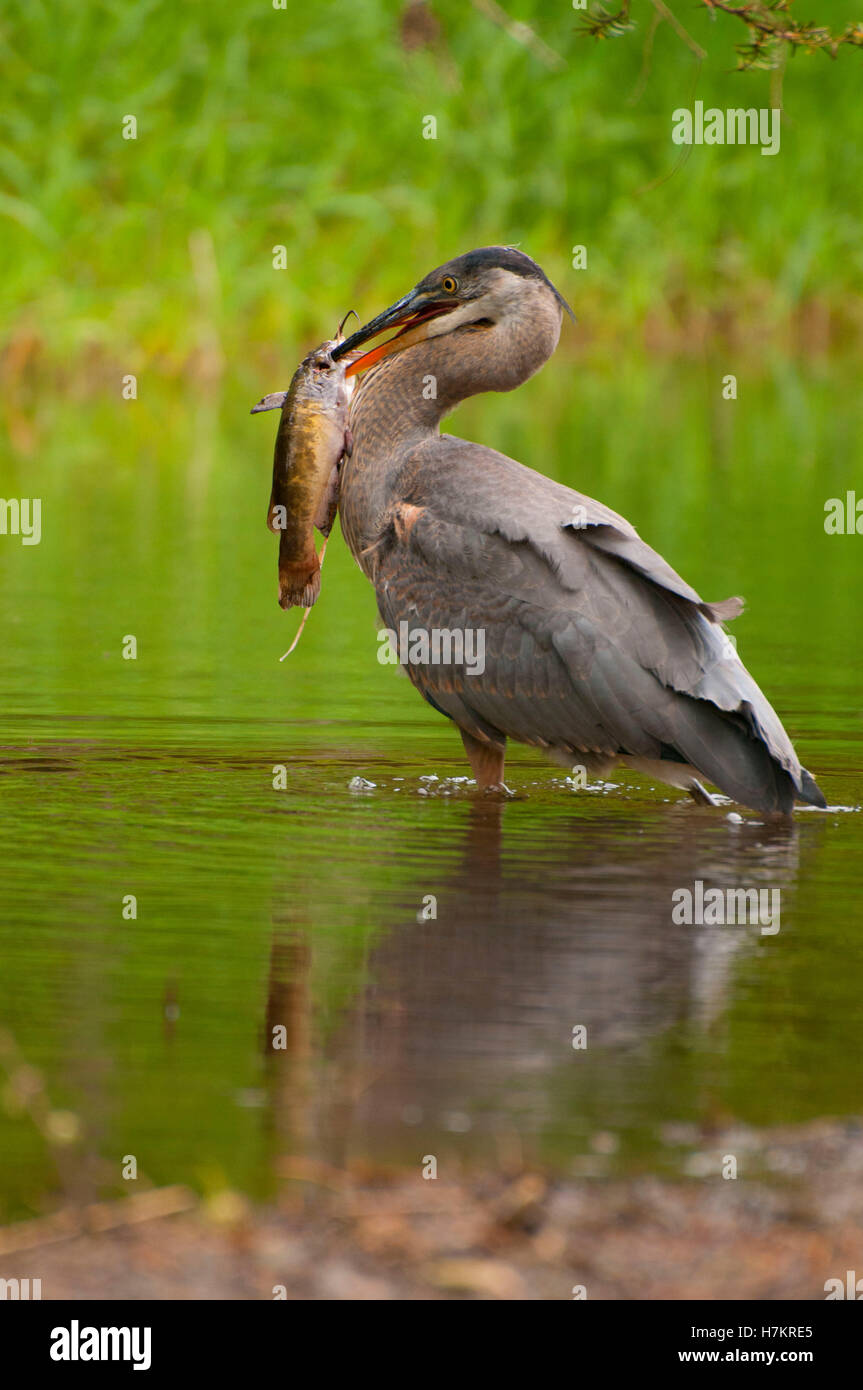 Airone blu (Ardea erodiade) con pesce gatto, Silverton Marine Park Silverton, Oregon Foto Stock