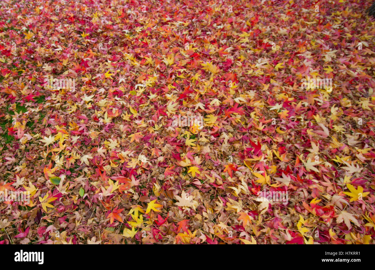 Colori d'autunno lascia coprire il pavimento Foto Stock