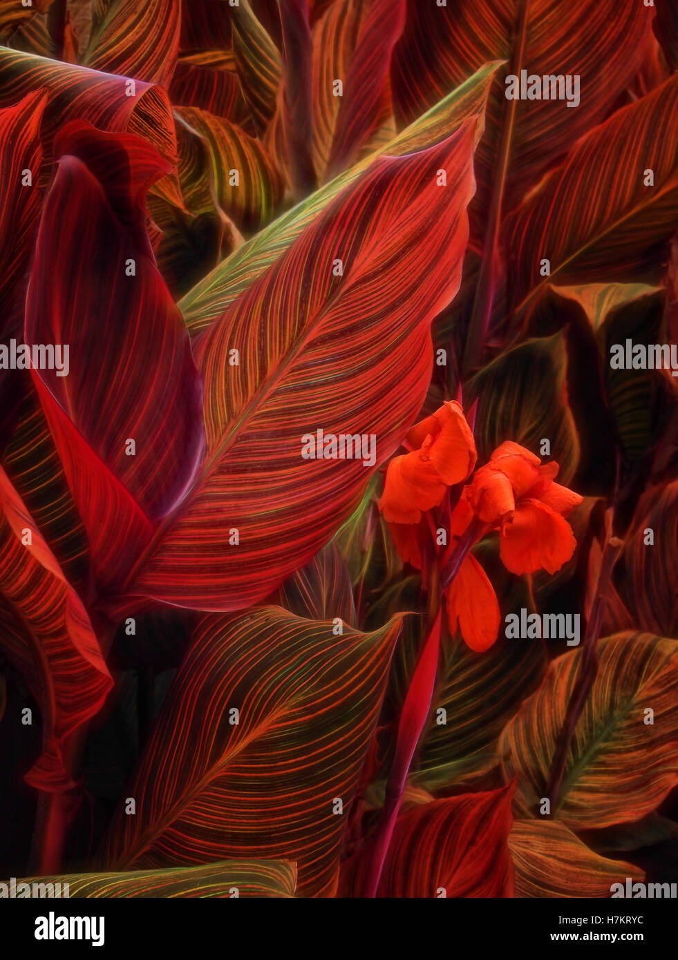 Bella rossa leafed impianto in autunno durante la notte Foto Stock