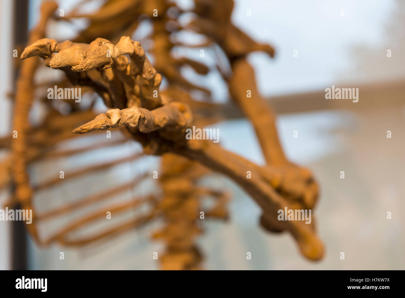 Dettagli dello scheletro di un orso fossile Foto Stock