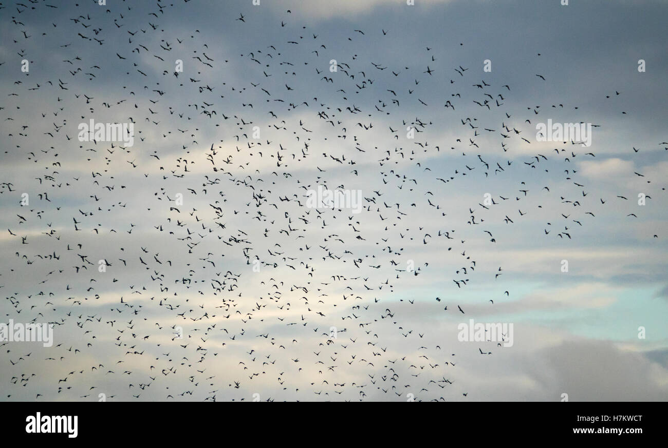 Grande stormo di uccelli che vola nel cielo. La splendida natura dello sfondo. Concetto di libertà e di movimento. Foto Stock