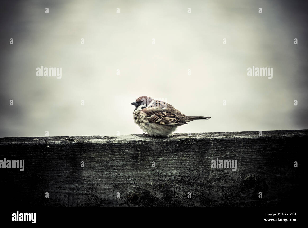Uccellino di congelamento in inverno freddo. Piccolo passero seduto sulla recinzione. Foto Stock
