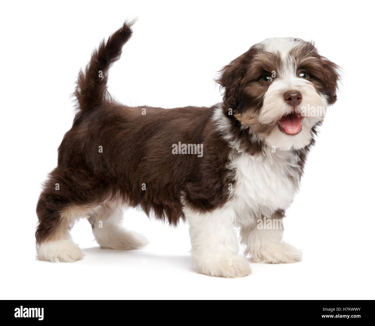 Bella sorridente chocholate havanese cucciolo di cane è in piedi Foto Stock