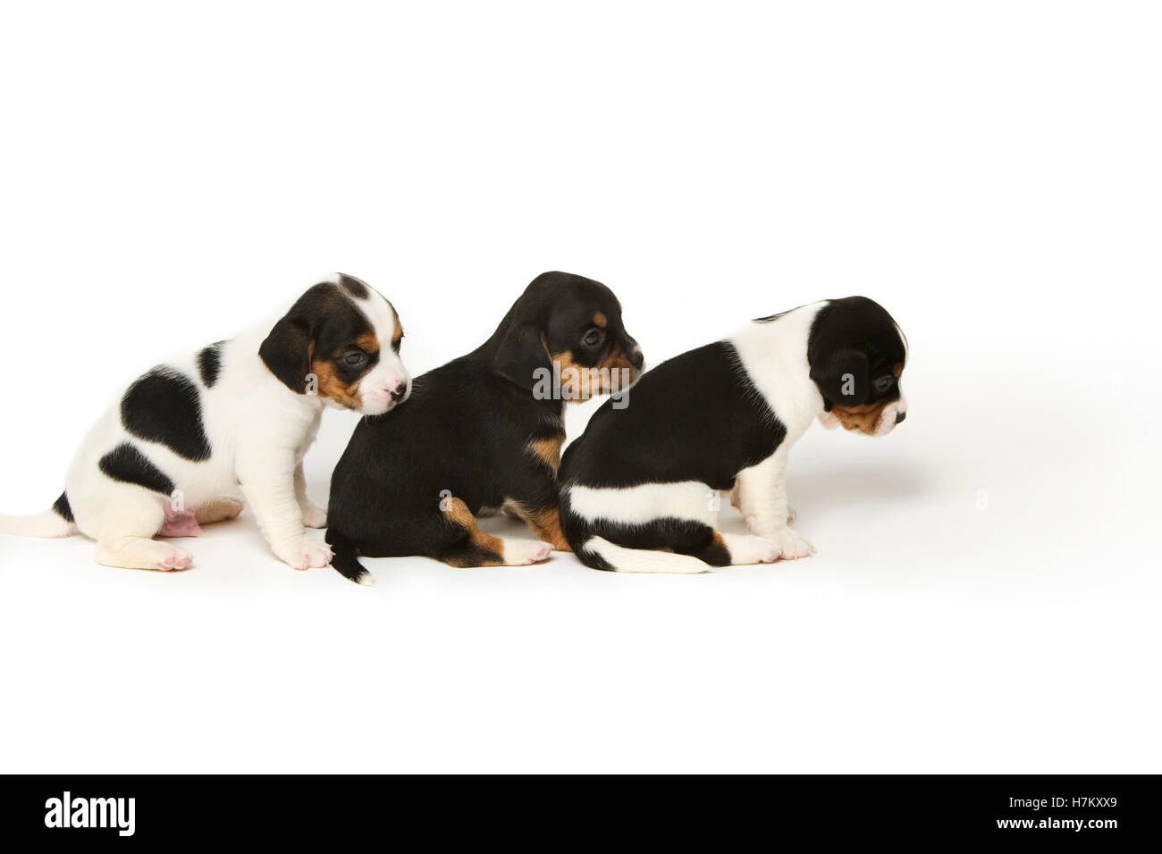 Jack Russell miscelato con Cavalier King Charles cuccioli proprietà rilasciato Foto Stock