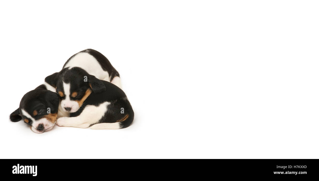 Jack Russell miscelato con Cavalier King Charles cuccioli Foto Stock