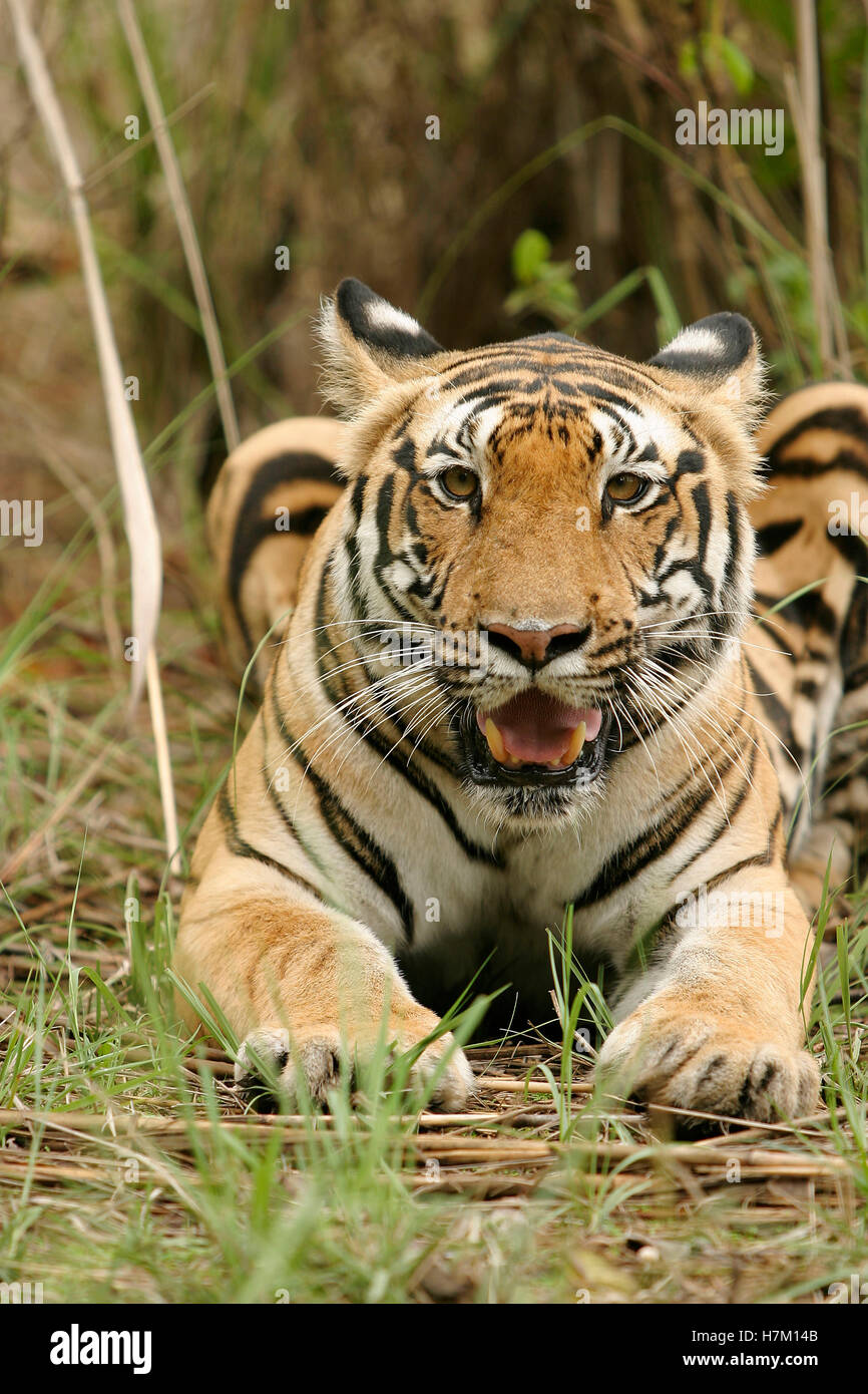 Femmina, tiger panthera tigris, Parco Nazionale di Kanha, Madhya Pradesh, India Foto Stock