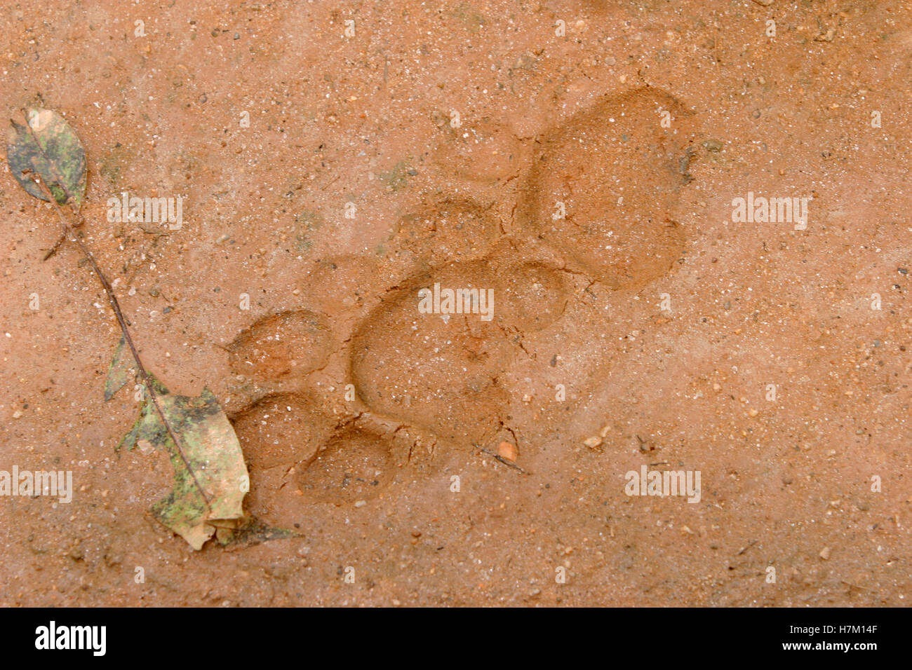 Pug marchio della tigre maschio, Panthera tigri, Parco Nazionale di Kanha, Madhya Pradesh, India. Foto Stock