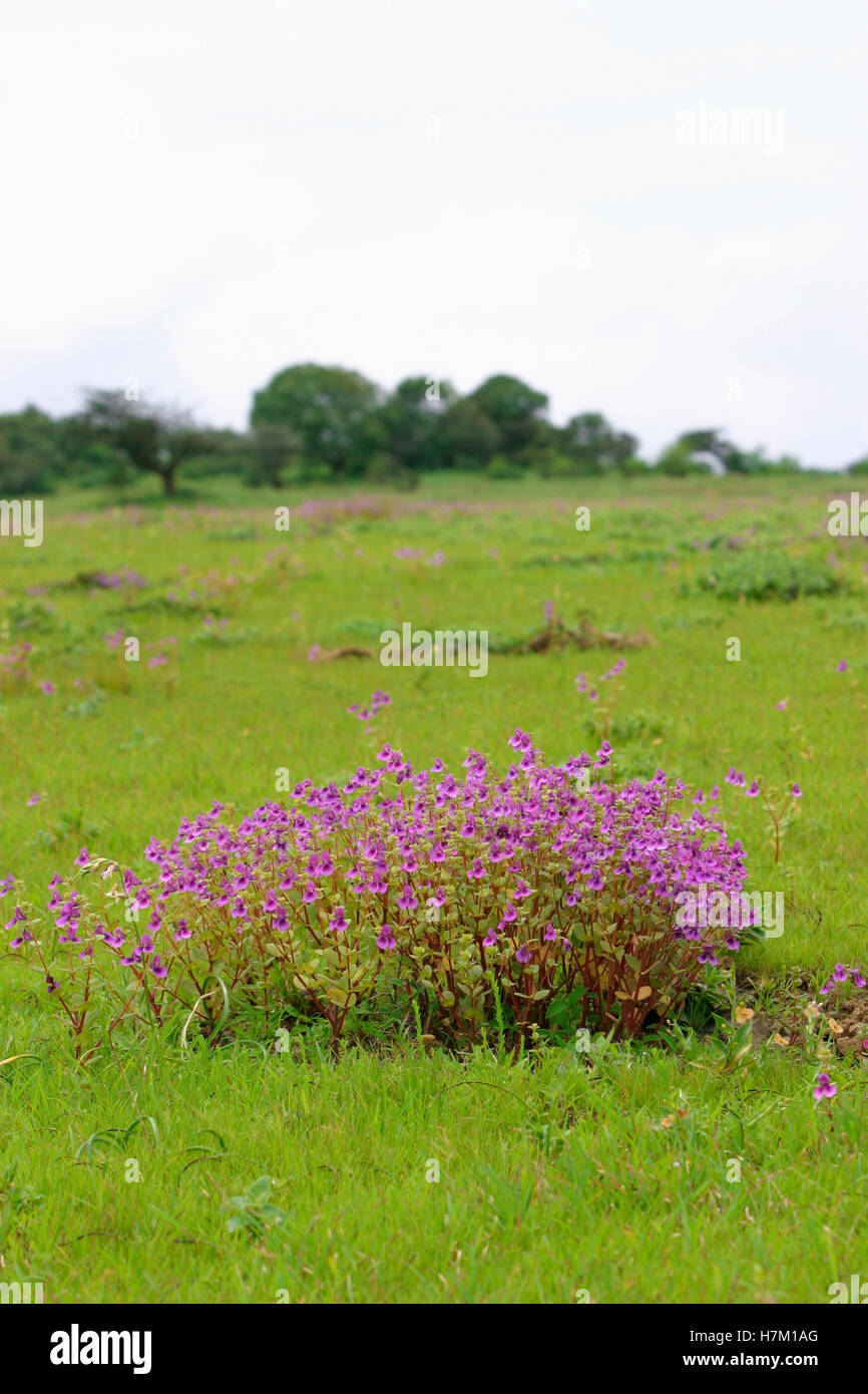 Balsamina Impatiens - fiori selvatici durante il monsone soltanto. I Ghati Occidentali, India Foto Stock