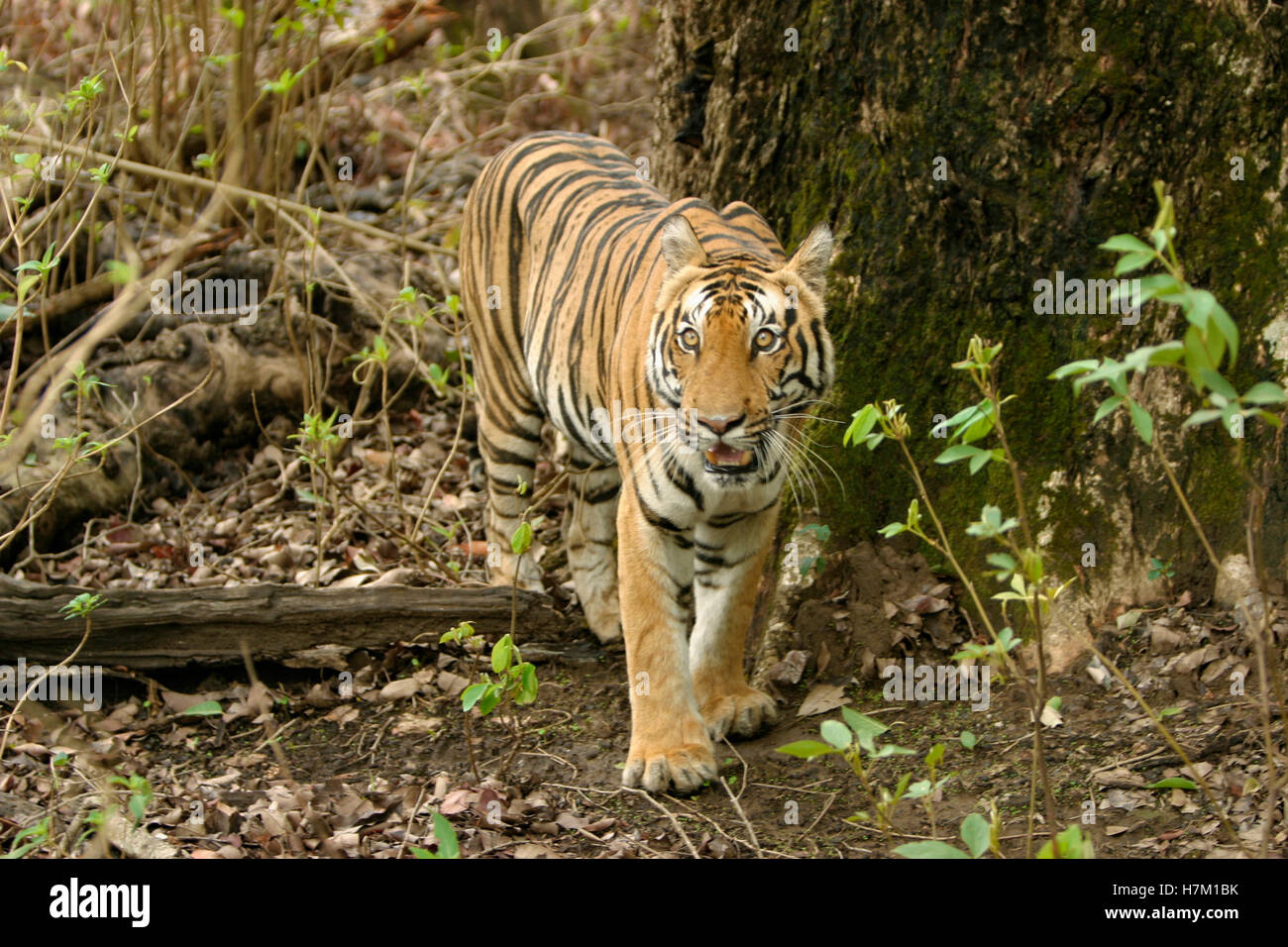 Panthera tigri, femmina tigre - kanha riserva della tigre, Madhya Pradesh, India Foto Stock