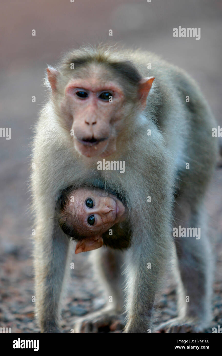 Madre e cub-scimmia rhesus. Foto Stock