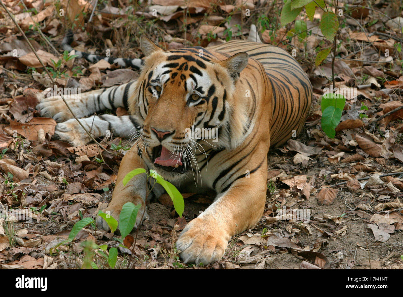 Tigre maschio, panthera tigri, Parco Nazionale di Kanha, Madhya Pradesh, India Foto Stock