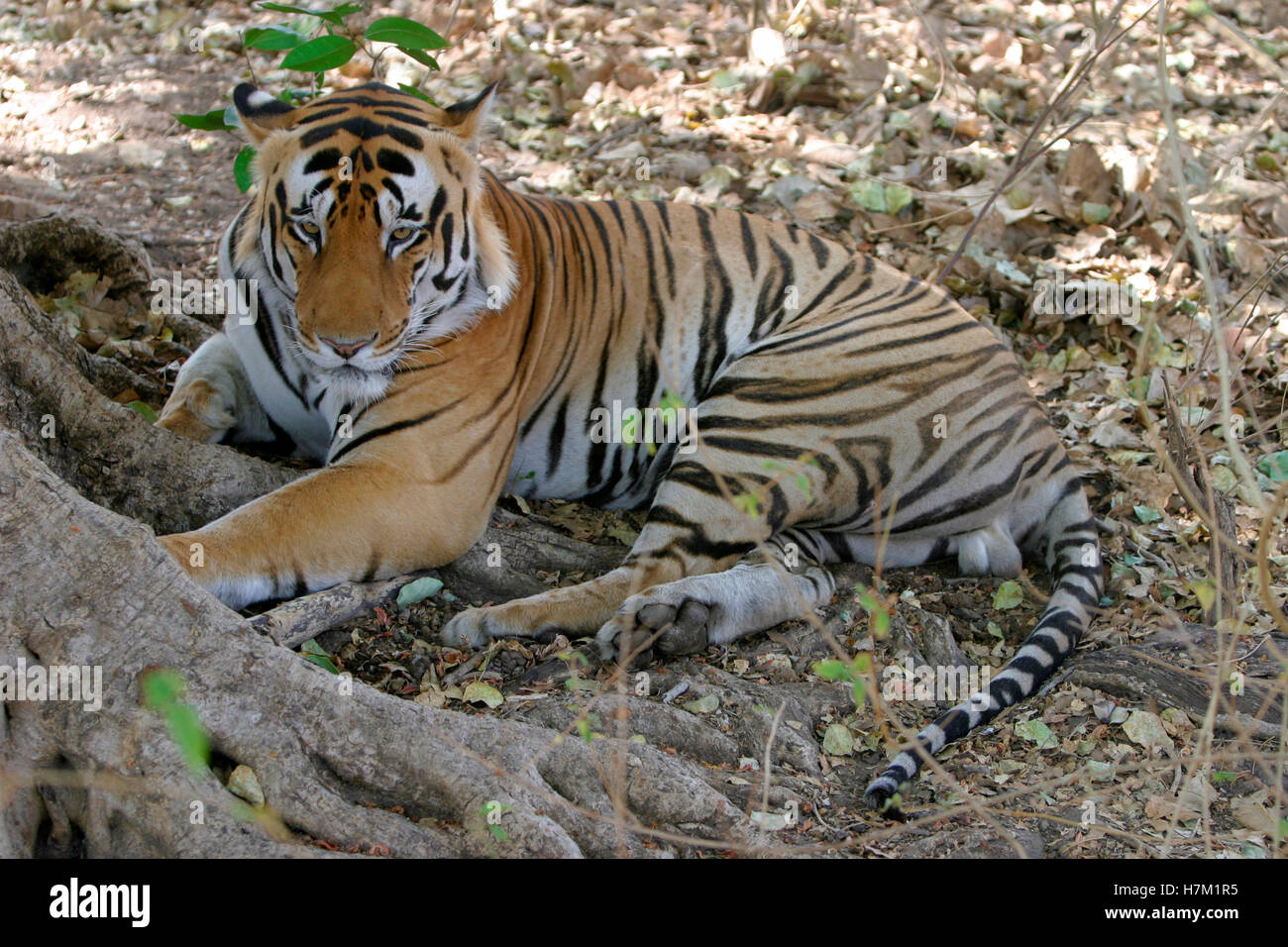 Tigre maschio, panthera tigri, Parco Nazionale di Kanha, Madhya Pradesh, India Foto Stock