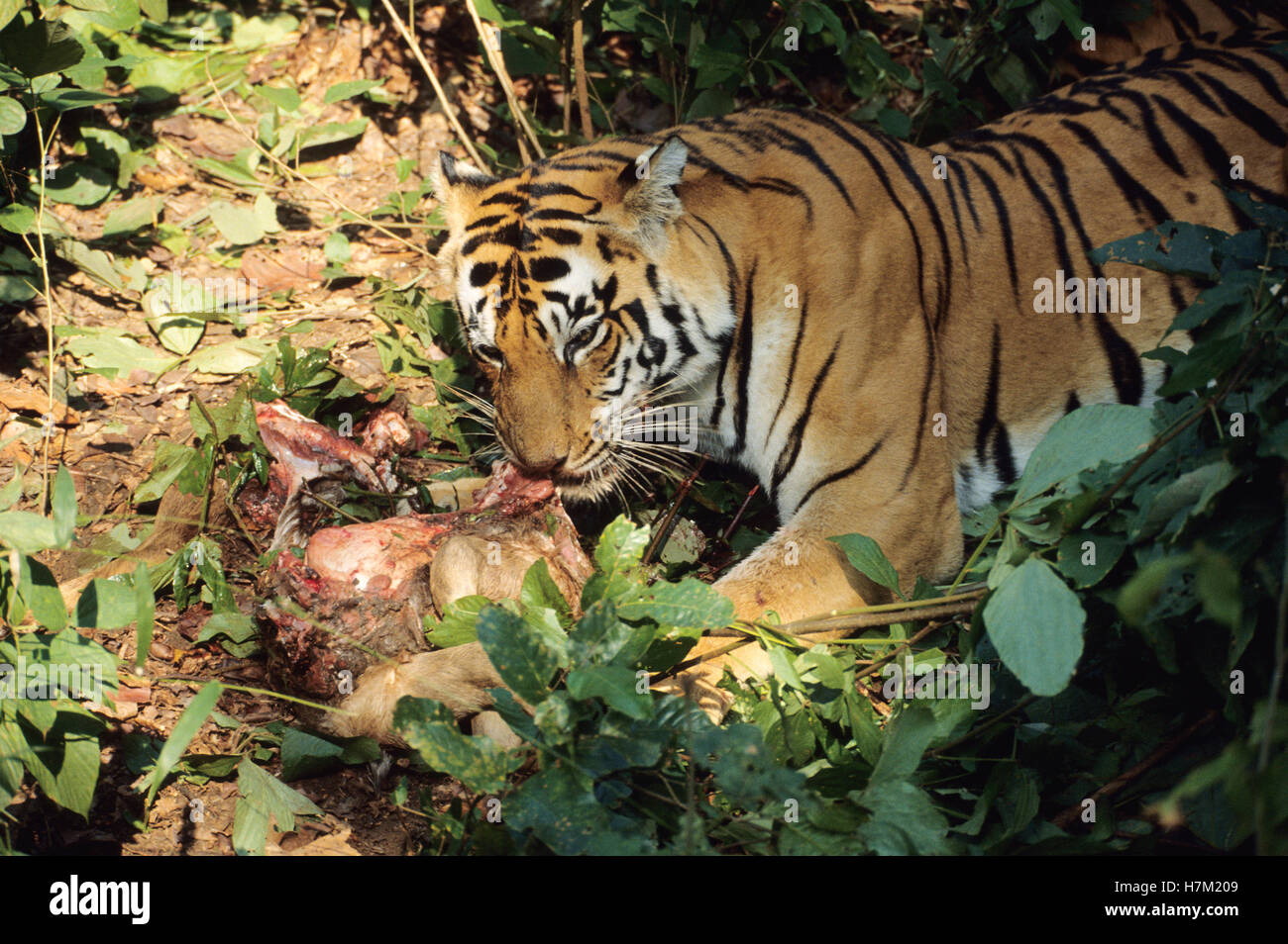Panthera tigri, Felidae, tigre, sambar fulvo, kanha riserva della tigre, Madhya Pradesh india Foto Stock