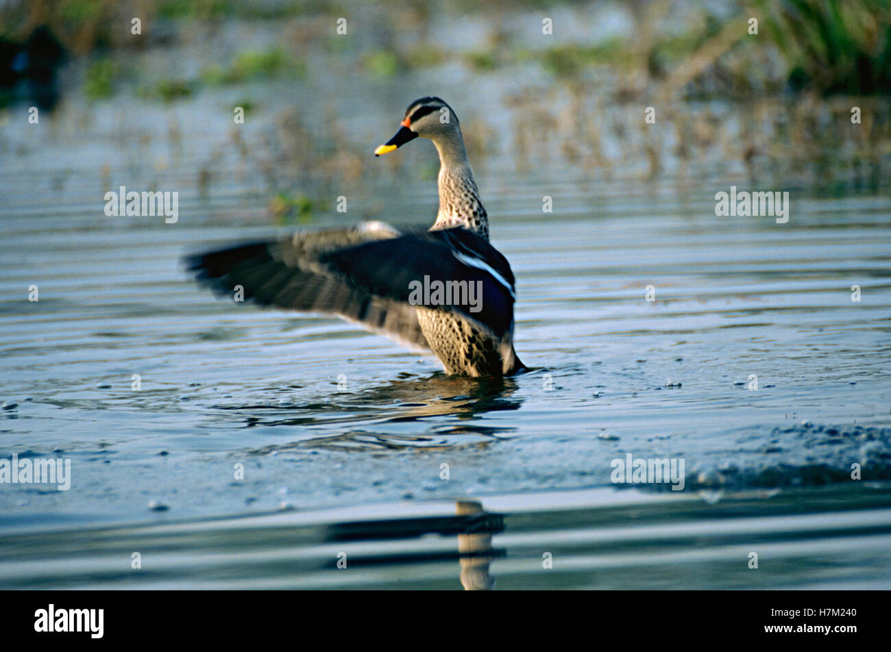 Spot-Billed anatre, Anas poecilorhyncha, a Keoladev National Park, Bharatpur Rajasthan, India. Foto Stock