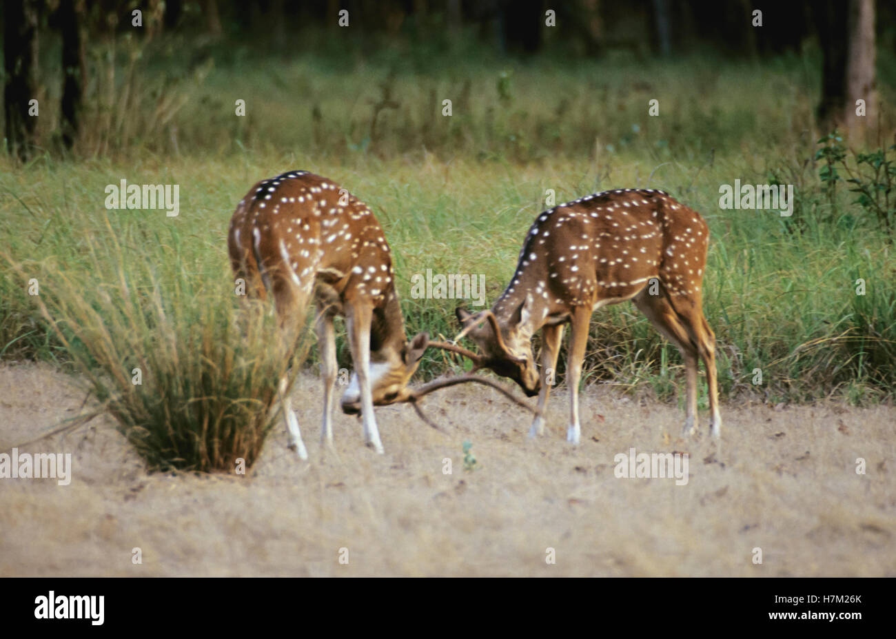 Chital Spotted-Deers, asse asse, maschi combattimenti, al Parco Nazionale di Kanha, Madhya Pradesh, India. Foto Stock