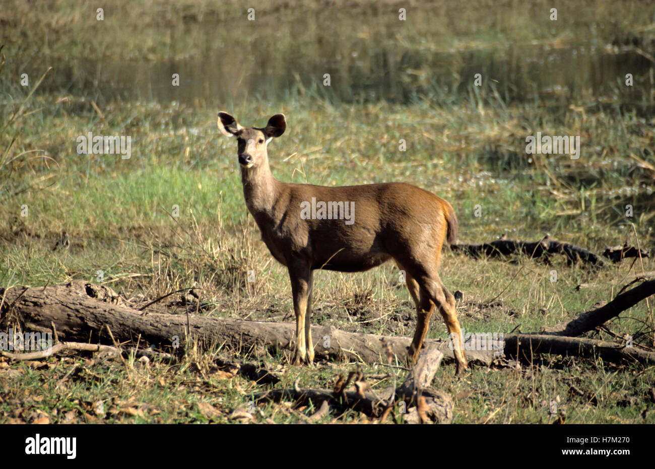 Sambar Cervus unicolor, femmina, al Parco Nazionale di Kanha, Madhya Pradesh, India. Foto Stock