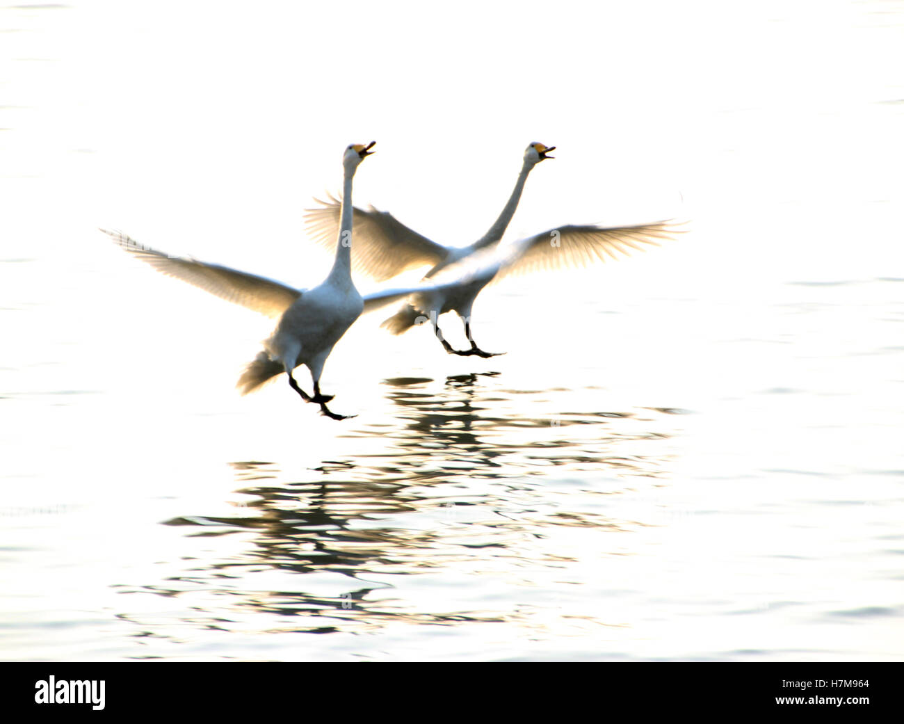 Rongchen, Cina. 6 Nov, 2016. Rongcheng, CINA-novembre 6 2016: (solo uso editoriale. Cina OUT) .Whooper cigni a Rongcheng, est della Cina di Provincia di Shandong, Novembre 6th, 2016. Molti whooper cigni migrare a Rongcheng per l'inverno ogni anno, rendendo le persone Rongcheng chiamata come "città natale di whooper swan". In Cina, whooper swas viene considerato come il simbolo dell'amore eterno. Credito: SIPA Asia/ZUMA filo/Alamy Live News Foto Stock