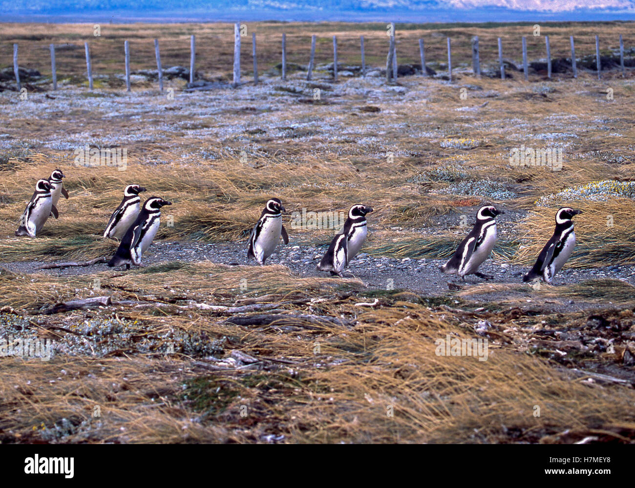 Regione di Magallanes, Cile. Il 22 febbraio, 2003. I pinguini di Magellano (Spheniscus magellanicus) in marzo a Otway Sound riserva dei pinguini in Cile, 40 miglia (65km) da Punta Arenas. Una popolare attrazione turistica, i pinguini vi ritorna ogni anno per la stagione degli amori. Essi sono stati nominati dopo l'esploratore portoghese Ferdinando Magellano, che hanno individuato gli uccelli nel 1520. © Arnold Drapkin/ZUMA filo/Alamy Live News Foto Stock