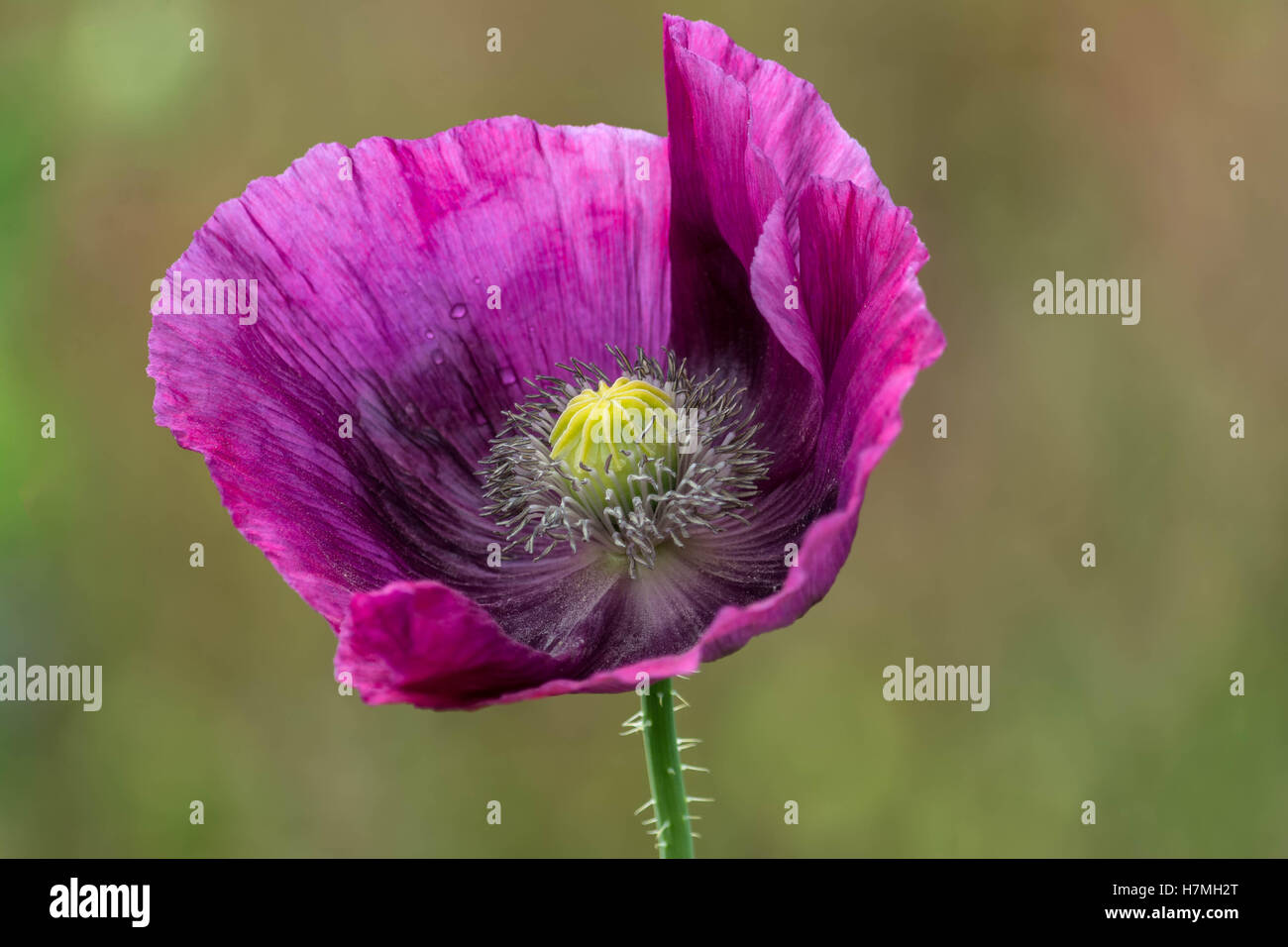 Papaveri selvatici a alness Foto Stock