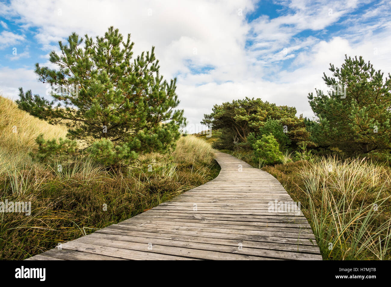 Dune sulla costa del Mare del Nord dell'isola Amrum, Germania Foto Stock