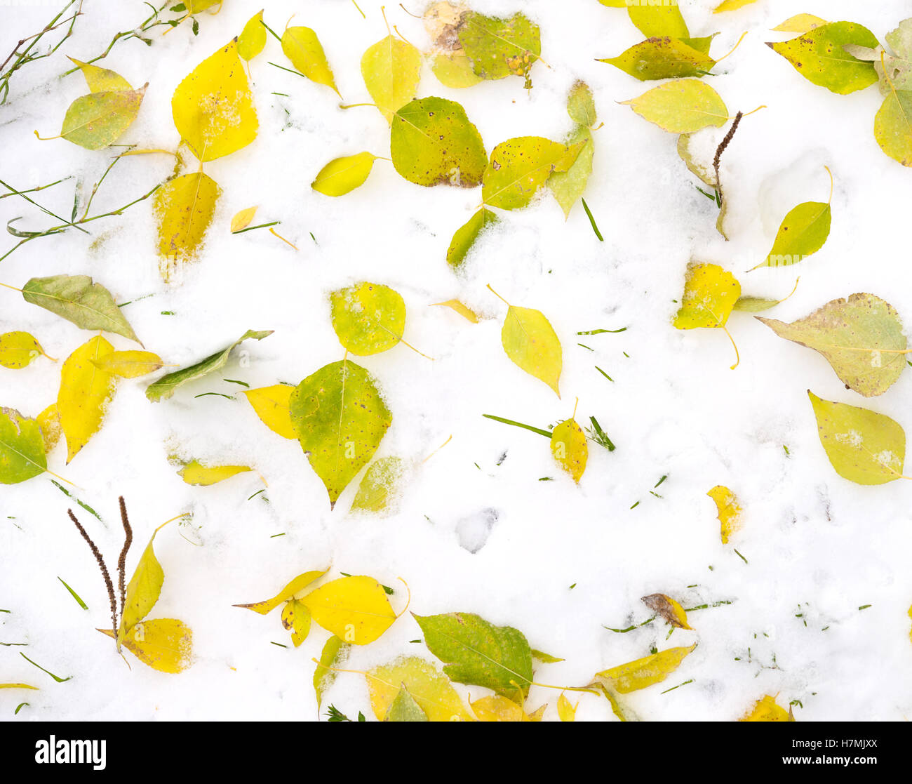 Foglie di giallo sulla neve fresca Foto Stock