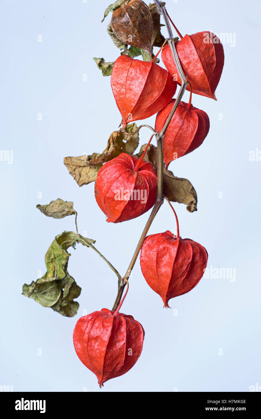 Le lanterne cinesi Physalis alkekengi Foto Stock