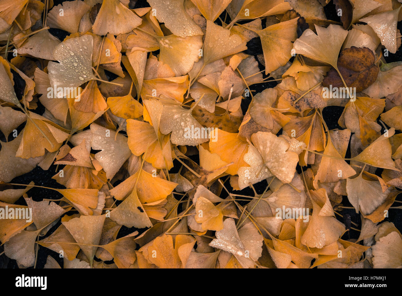 Wet, caduto foglie di ginkgo sul terreno con gocce d'acqua in un giorno di pioggia di Seattle in autunno Foto Stock