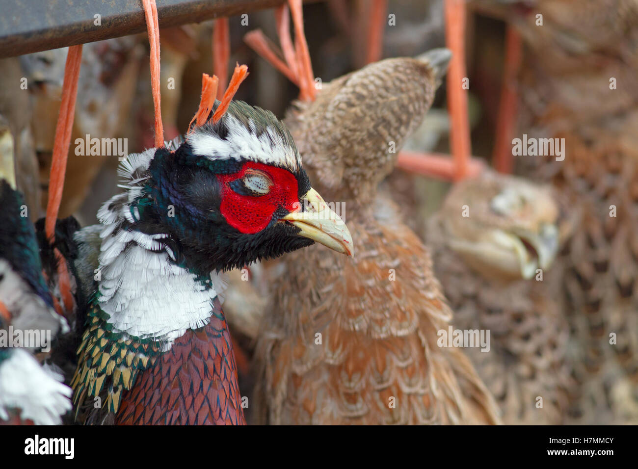 Shot uccelli su fagiani e pernici shoot Foto Stock
