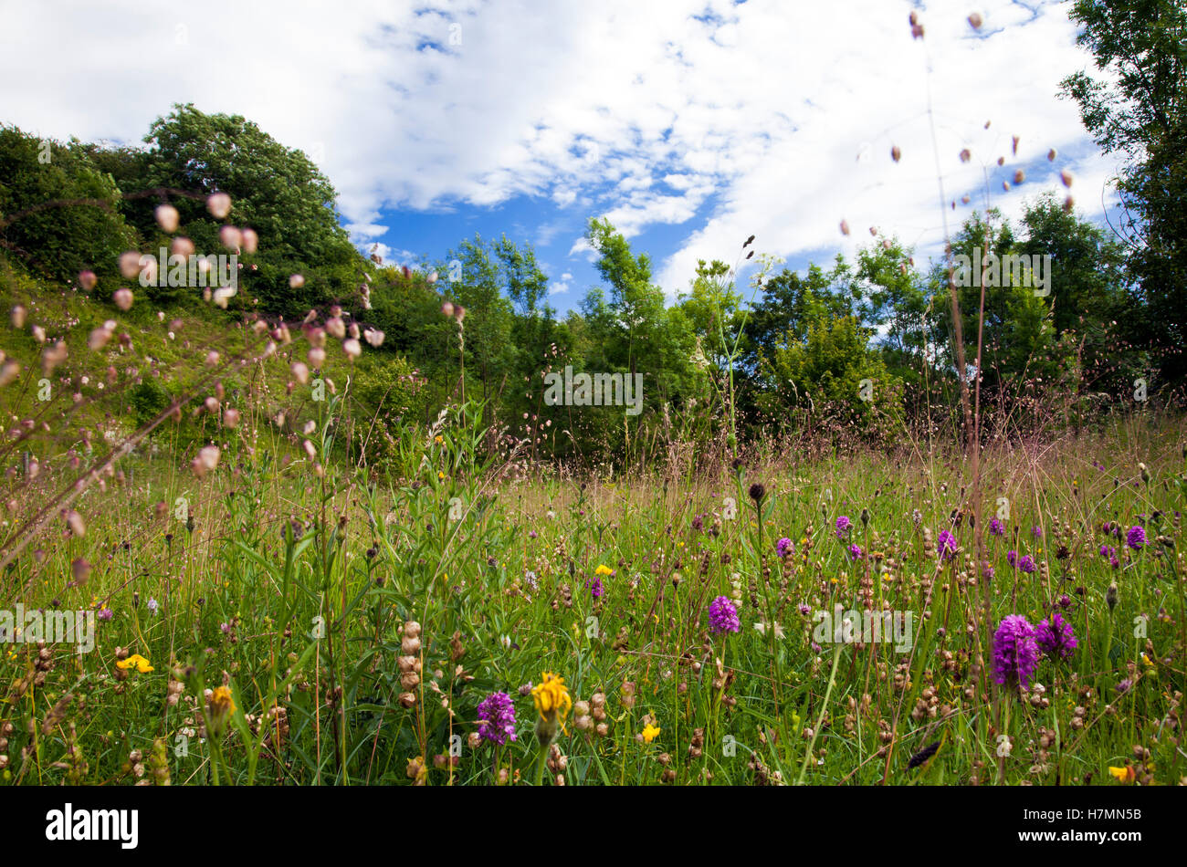 Orchidee spontanee nella cava di wharram North Yorkshire Foto Stock