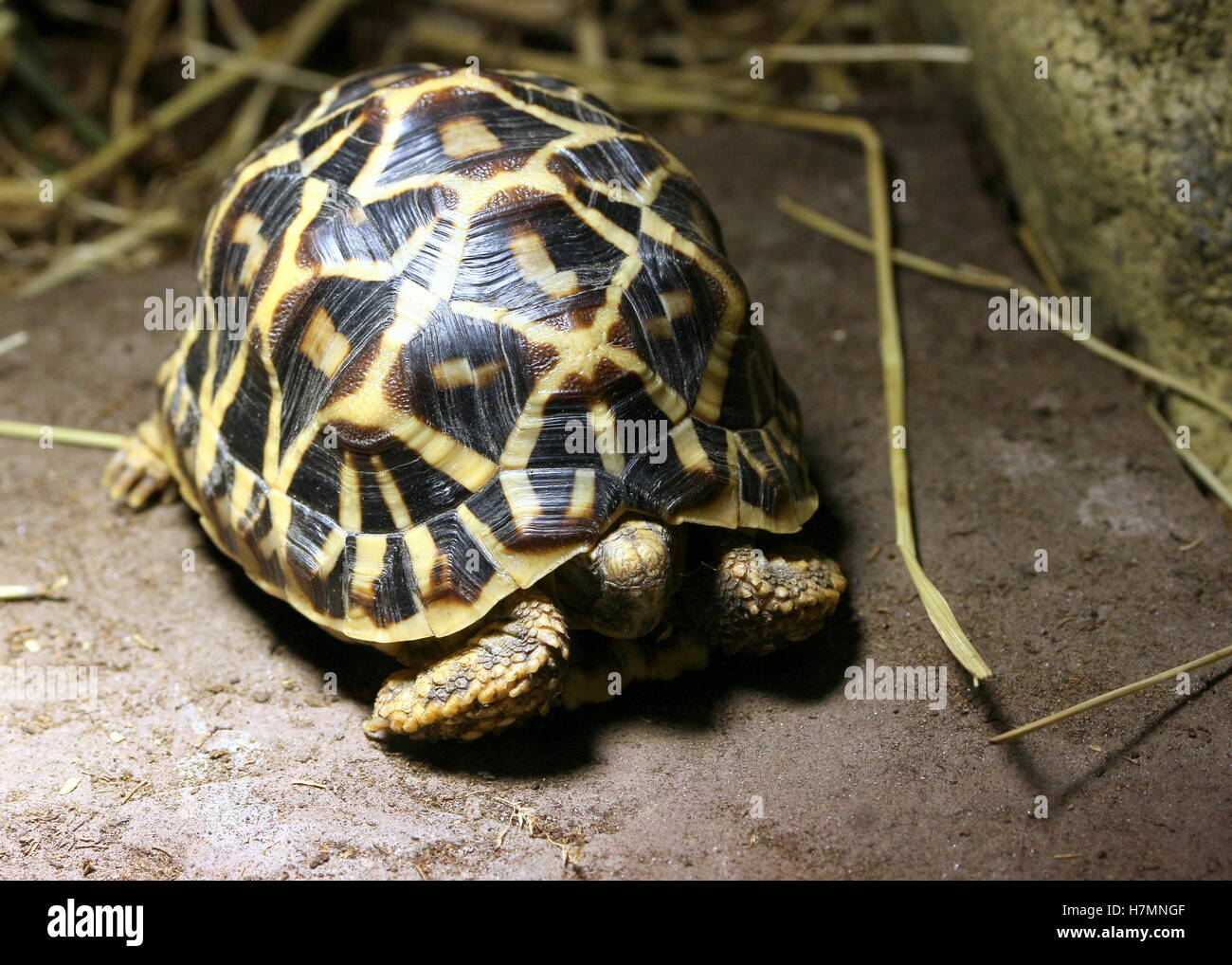 Star indiane tartaruga (Geochelone elegans) Foto Stock