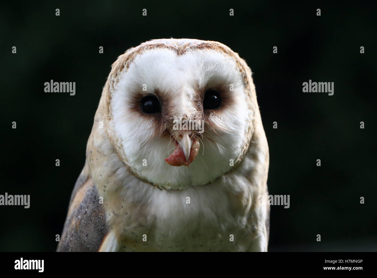 Europeo Barbagianni (Tyto alba) in close-up durante la deglutizione un pezzo di carne Foto Stock