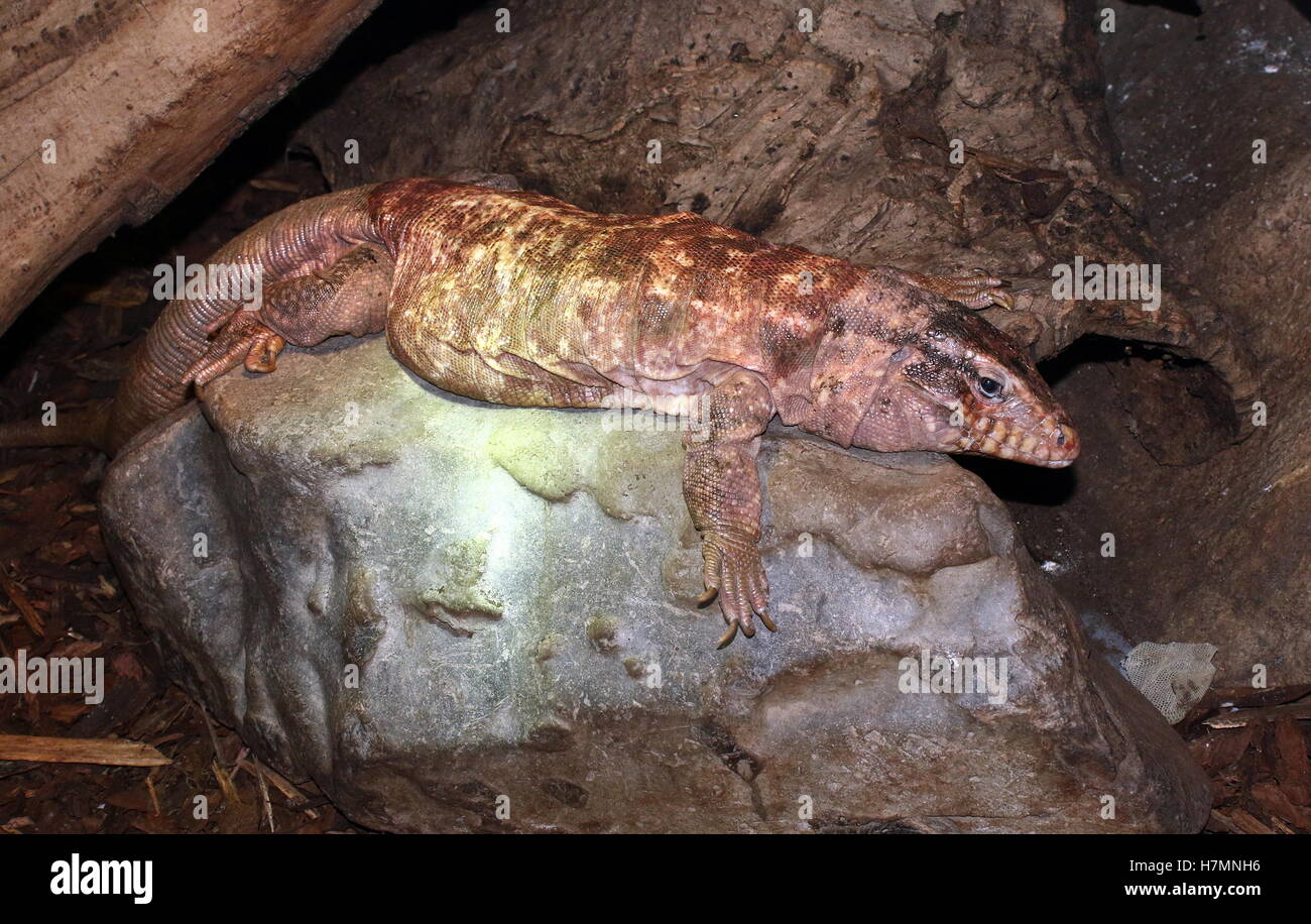 Il gigante argentino Red Tegu lizard (Tupinambis rufescens, Salvator rufescens) Foto Stock