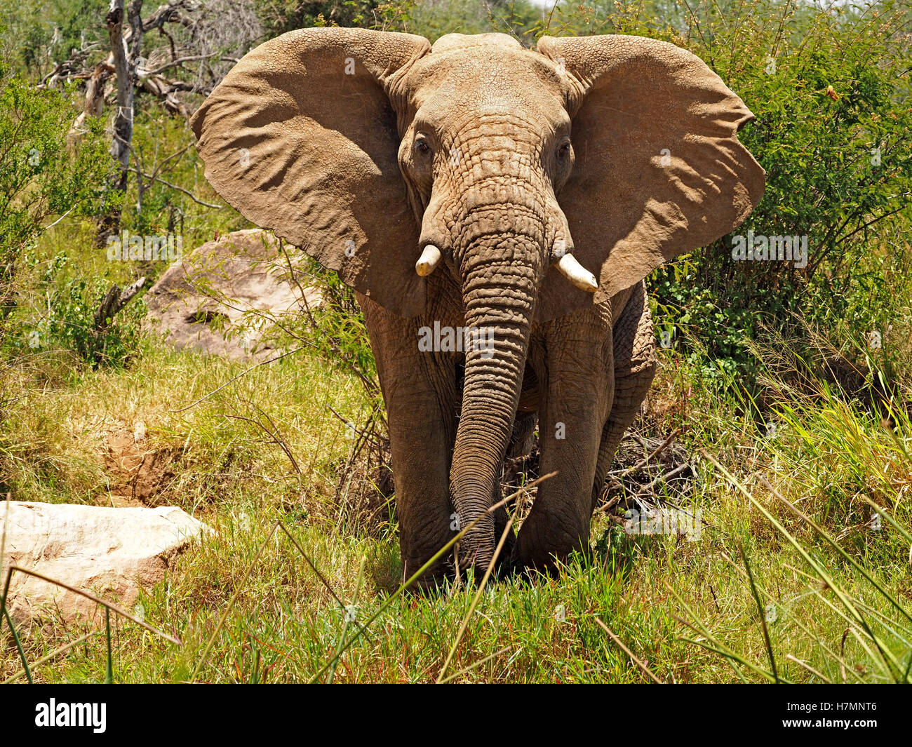 Elefante africano (Loxodonta africana) supponendo aggressivi tipicamente pre-carica postura di minaccia, testa fino allo sventolare di tronco e svolazzamenti orecchie Foto Stock