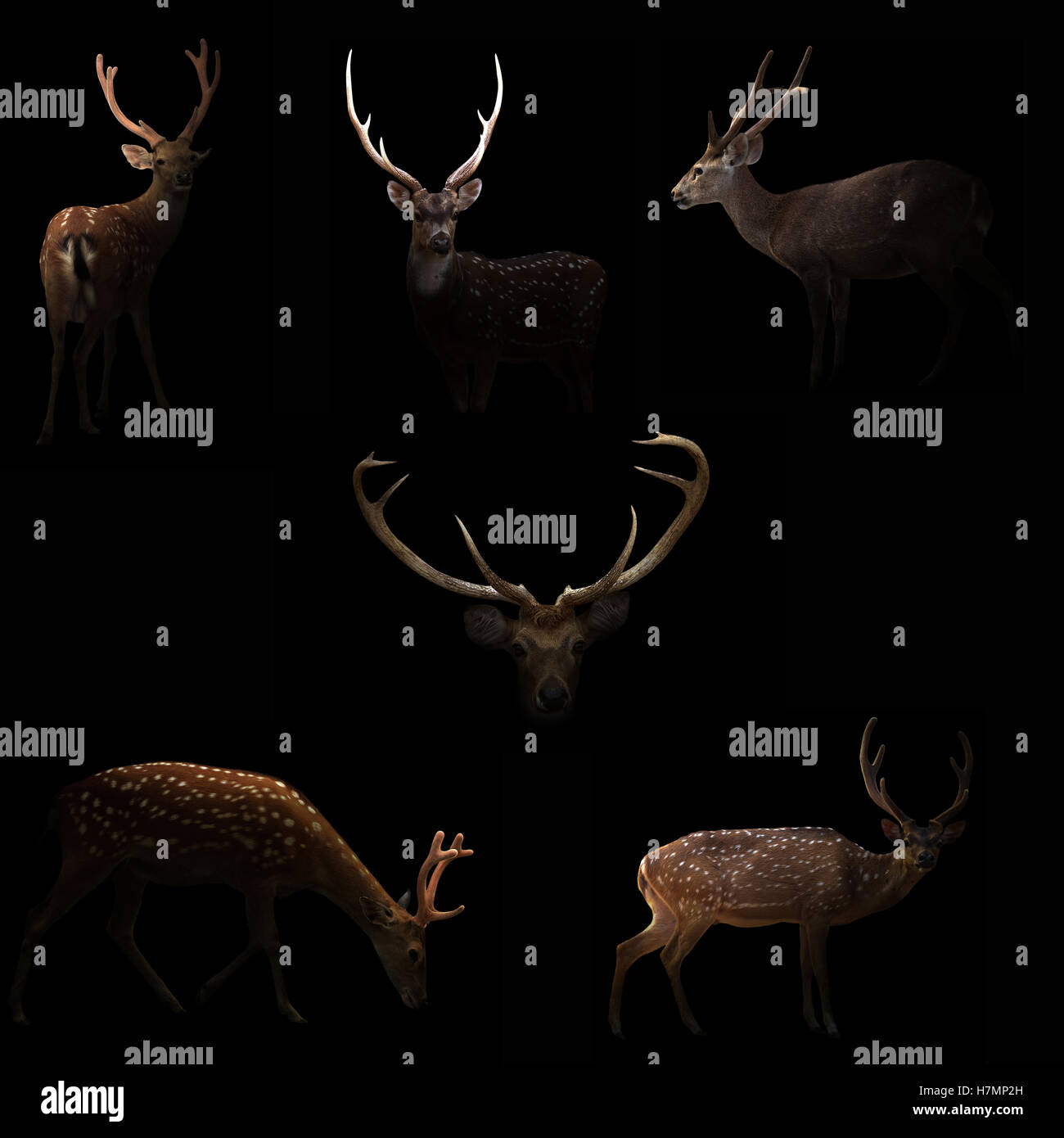 Il cervo maschio nascosti nel buio con spotlight Foto Stock