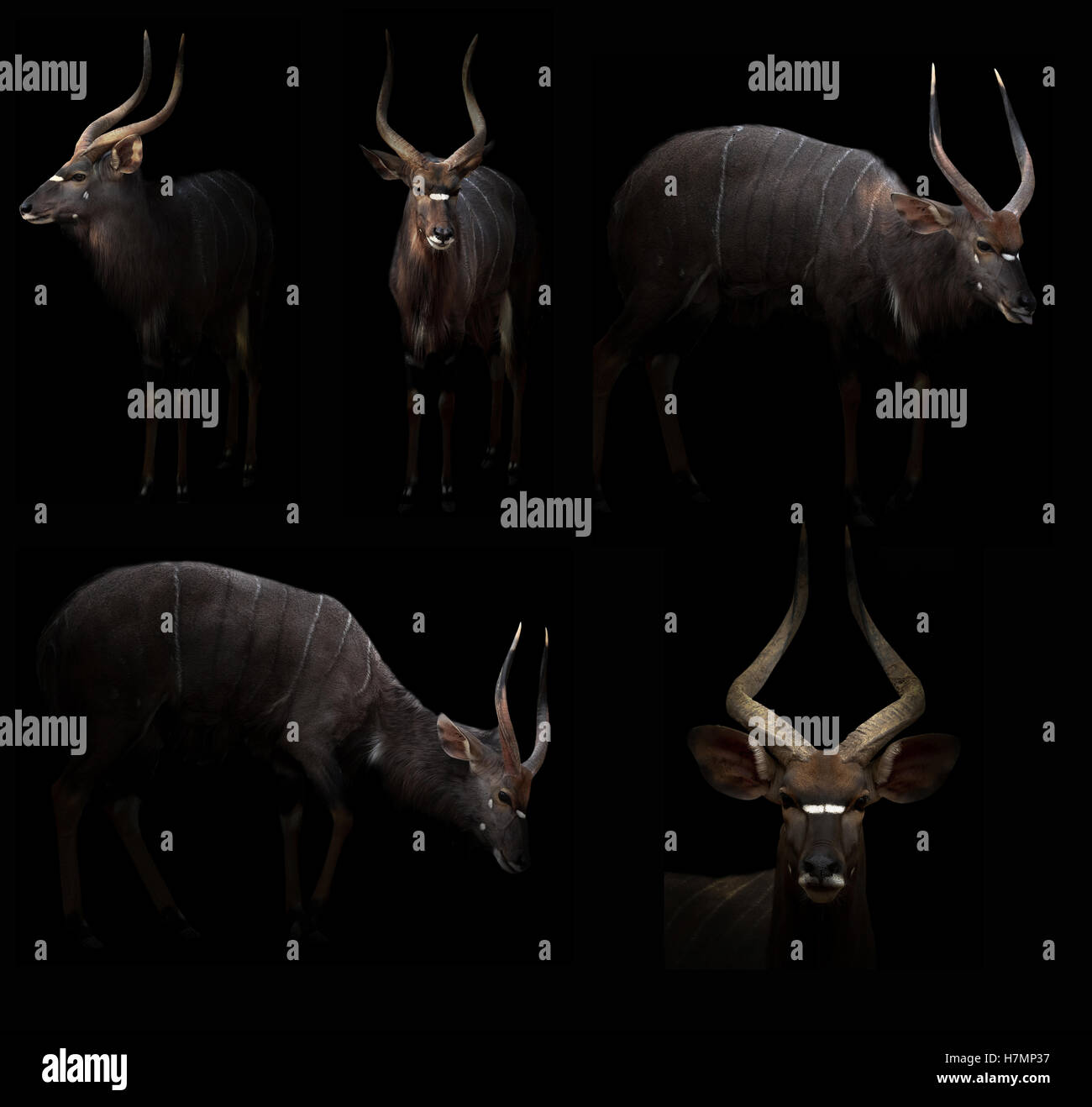 Maschio di nyala nascosti nel buio con spotlight Foto Stock