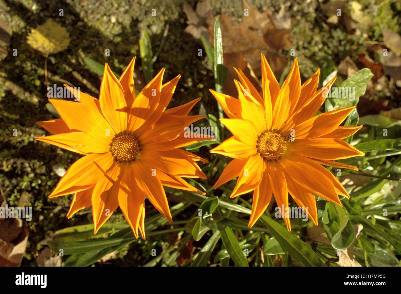 Due fiori Gazania, uno con un coleottero asiatico su di esso Foto Stock