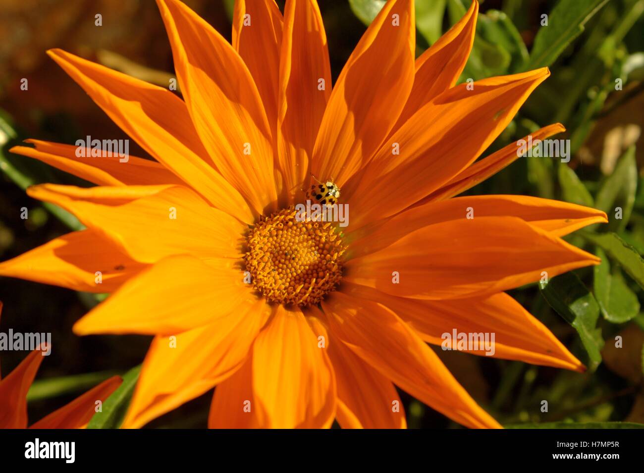 Coleottero asiatico su un giallo fiore Gazania Foto Stock