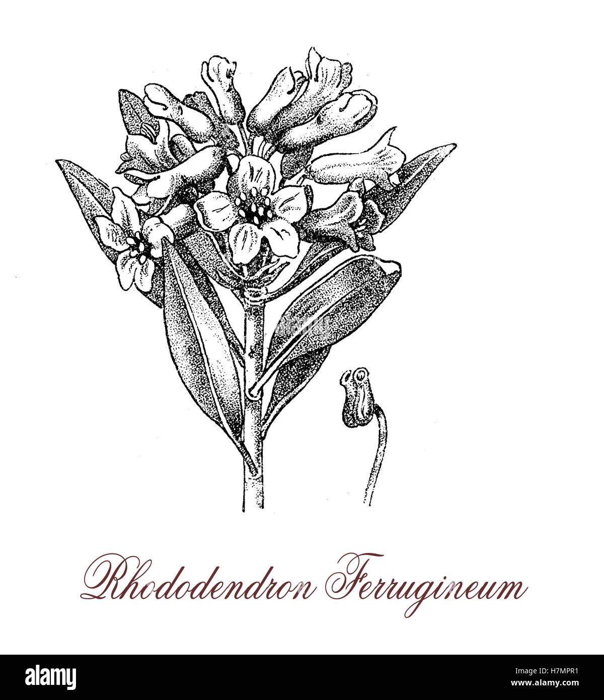 Rhododendron ferrugineum o Alpenrose è un arbusto sempreverde cresce al di sopra della linea di albero con rosa rosso porpora o cluster di forma di campana fiori.La pianta è moderatamente tossico.Il lato inferiore delle foglie sono coperti di ruggine-macchie marroni, da qui il nome. Foto Stock