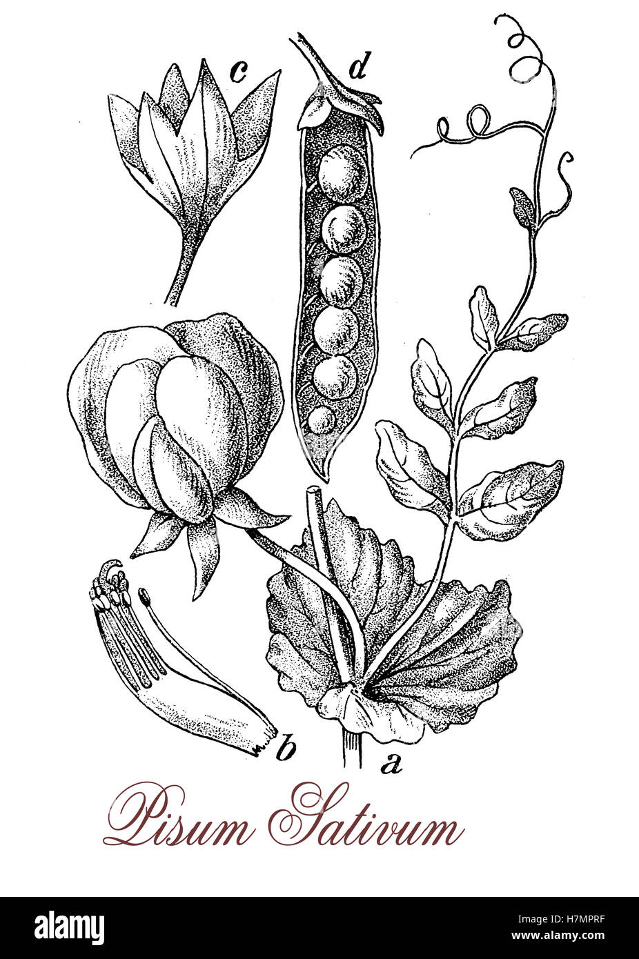 Il segnale di PEA è una pianta annuale conosciuto dall'antichità come una grande risorsa di cibo. Il pod frutto contiene diversi seme (piselli) consumate bollite, cotte al vapore o come prodotto congelato, conserve o essiccato. Il monaco austriaco Gregor Mendel di osservazioni di baccelli di piselli portò alla fondazione della moderna genetica Foto Stock Il segnale di PEA è una pianta annuale conosciuto dall'antichità come una grande risorsa di cibo. Il pod frutto contiene diversi seme (piselli) consumate bollite, cotte al vapore o come prodotto congelato, conserve o essiccato. Il monaco austriaco Gregor Mendel di osservazioni di baccelli di piselli portò alla fondazione della moderna genetica Foto Stock