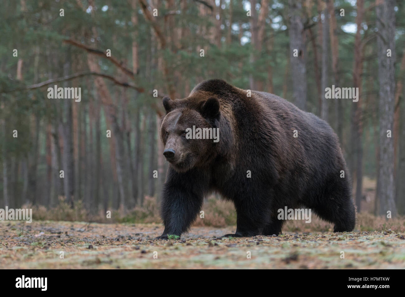 Orso bruno europeo / Braunbaer ( Ursus arctos ), adulto impressionante, in piedi su una radura ai margini dei boschi di conifere, Europa. Foto Stock